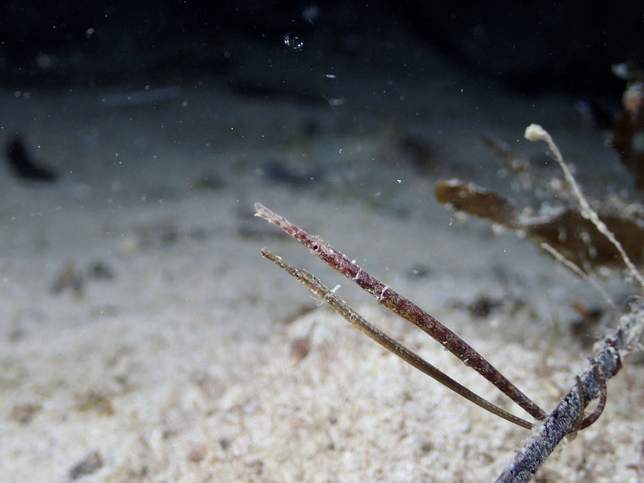 Image of Gulf pipefish