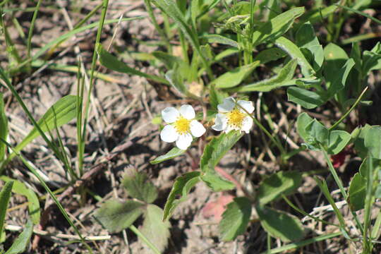 Image of woodland strawberry