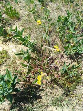 Image of alpine golden buckwheat