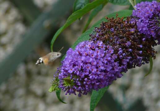 Image of humming-bird hawk moth