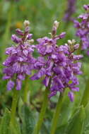 Image of Orchis × loreziana subsp. loreziana