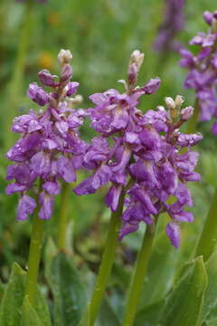 Image of Orchis loreziana Brügger