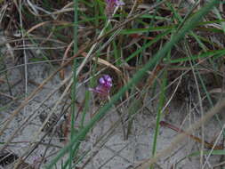 Image of Few-flowered Milkwort