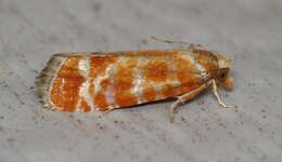 Image of European pine shoot moth