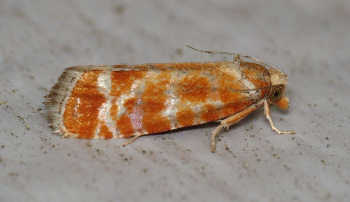 Image of European pine shoot moth