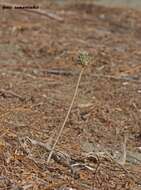 Image of Allium chamaespathum Boiss.