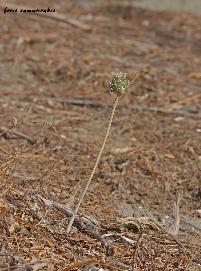 Image of Allium chamaespathum Boiss.