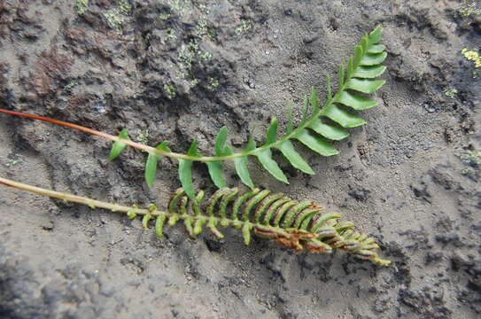 Image of Austroblechnum microphyllum (Goldm.) Gasper & V. A. O. Dittrich