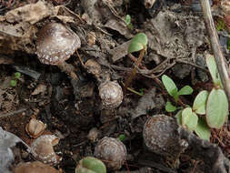 Imagem de Psathyrella pennata (Fr.) A. Pearson & Dennis 1948