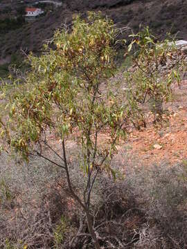 Image de Heliotropium messerschmidioides Kuntze