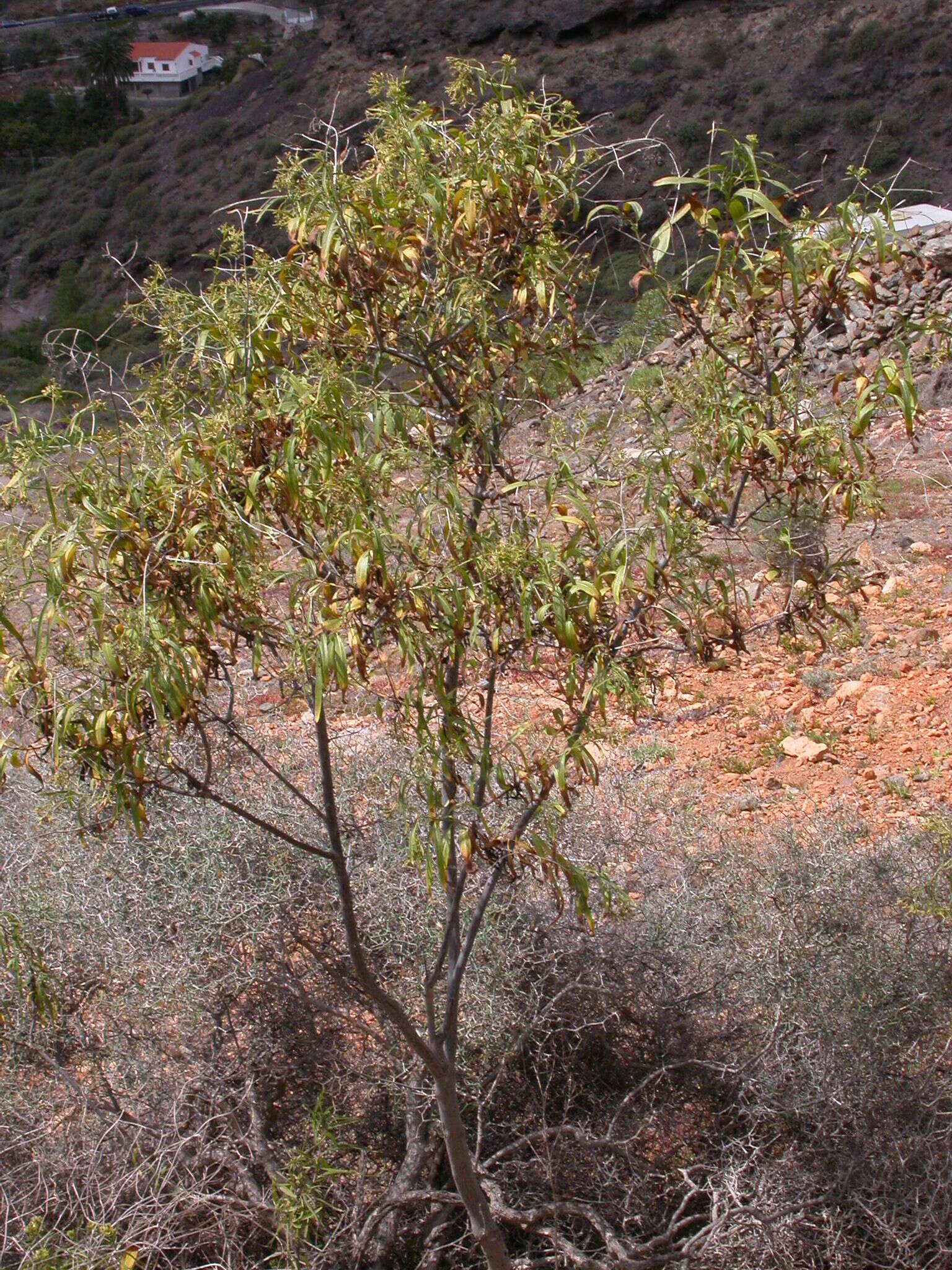 Imagem de Heliotropium messerschmidioides Kuntze