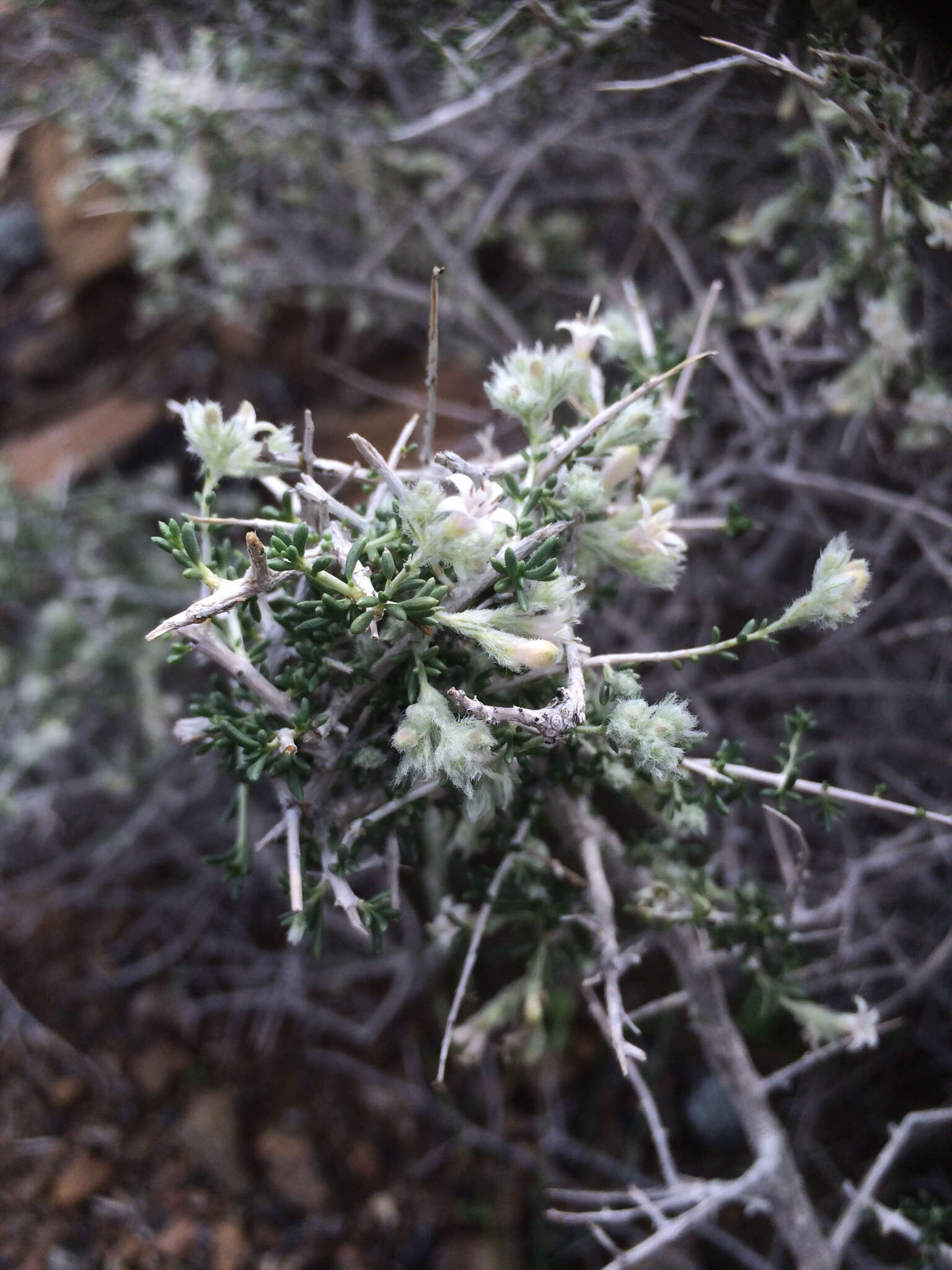 Image of Plocama aucheri (Guill.) M. Backlund & Thulin