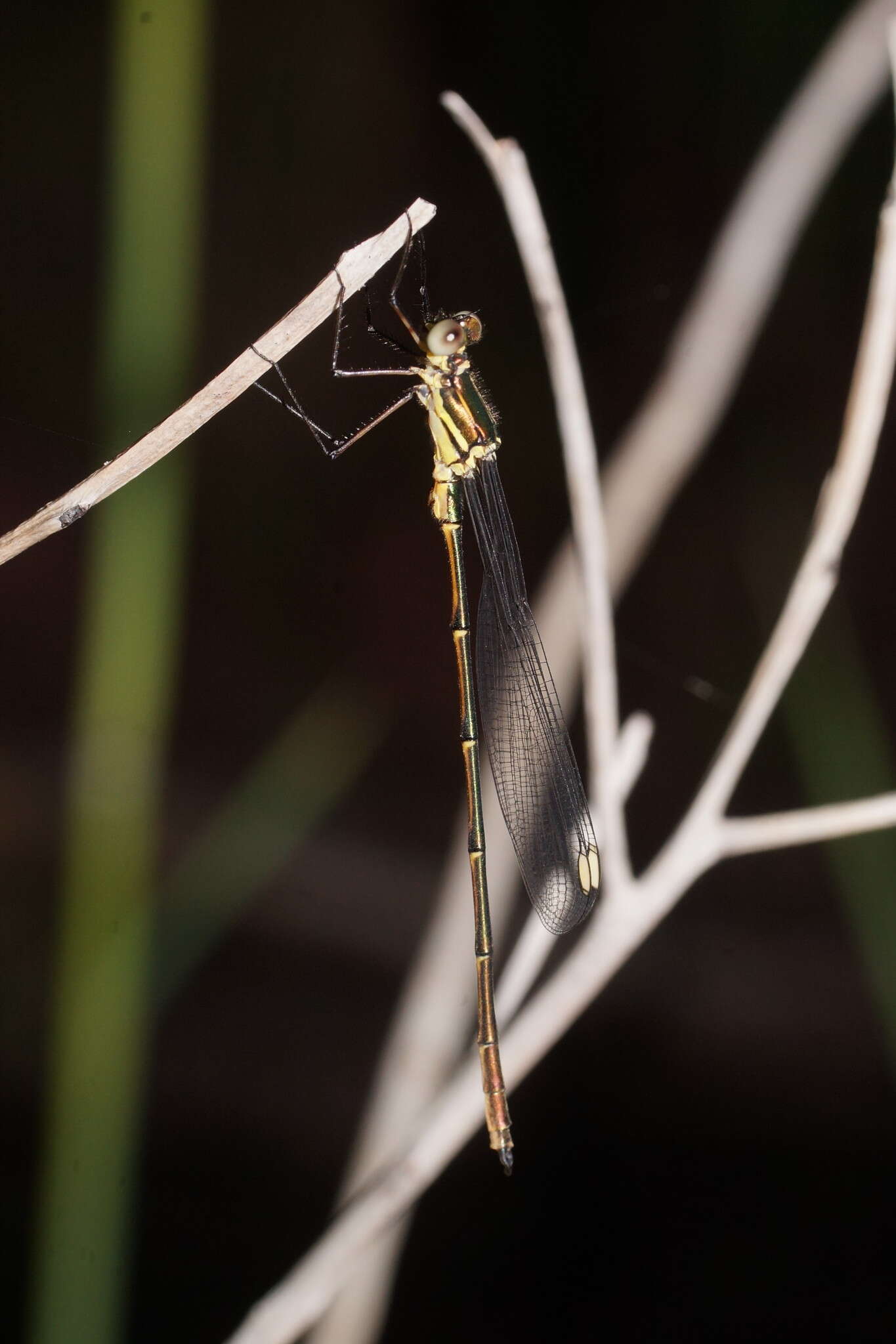 Image of Synlestes weyersii Selys 1868