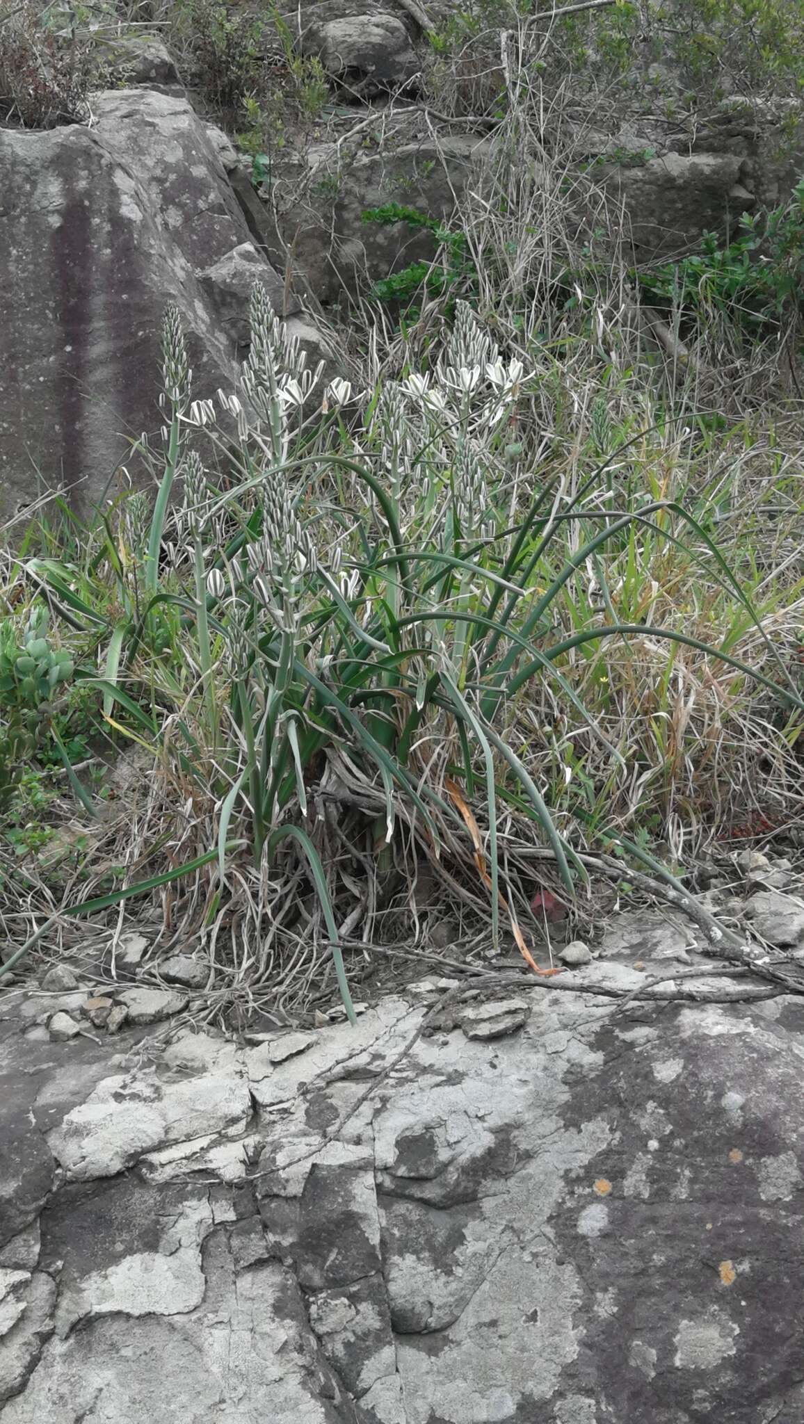 Image of Albuca batteniana Hilliard & B. L. Burtt