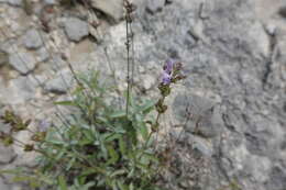 صورة Salvia officinalis subsp. lavandulifolia (Vahl) Gams