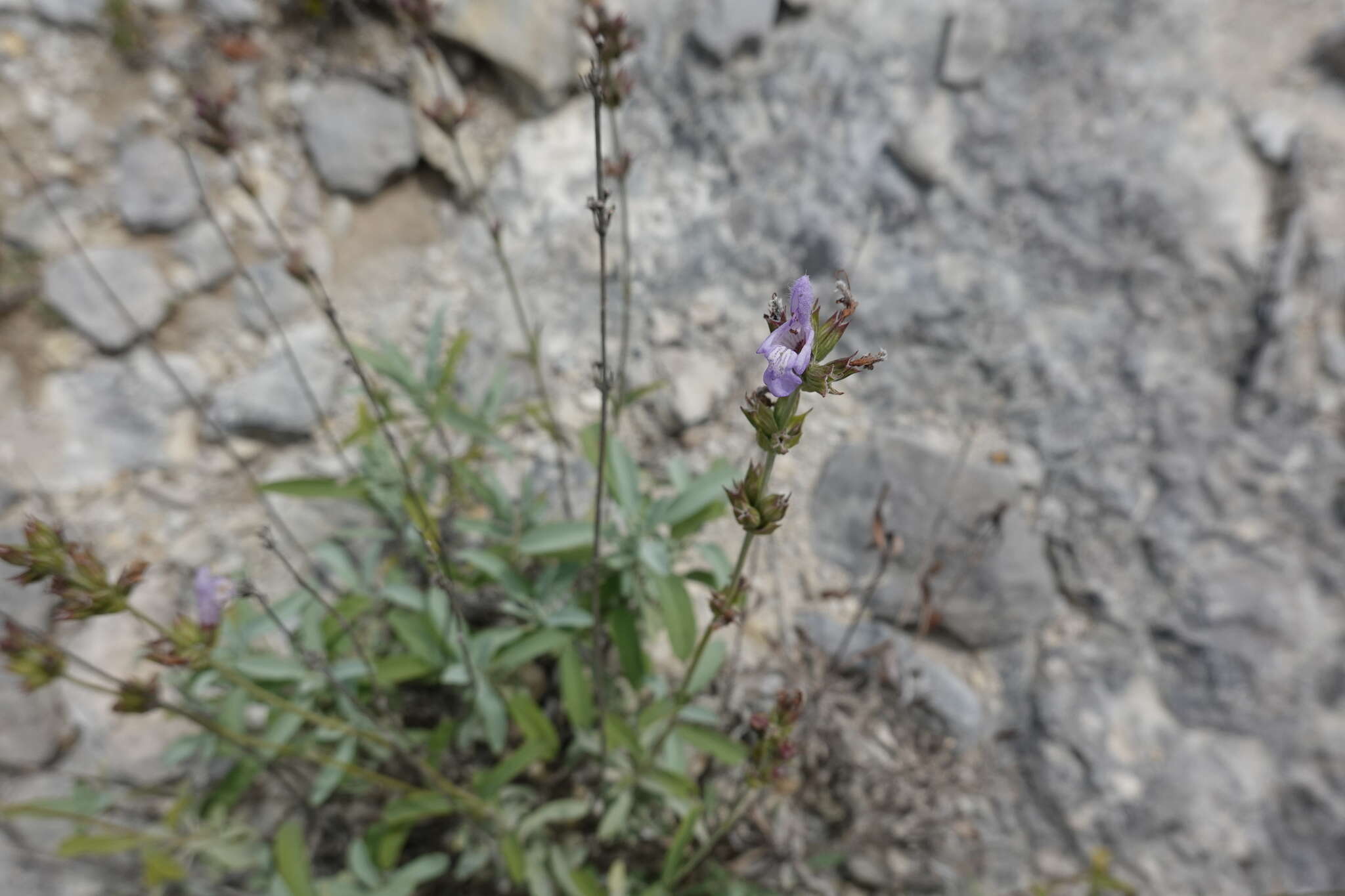 Image of Salvia officinalis subsp. lavandulifolia (Vahl) Gams