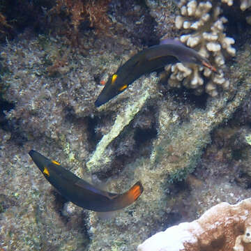 Image of Yellow-eyed leatherjacket