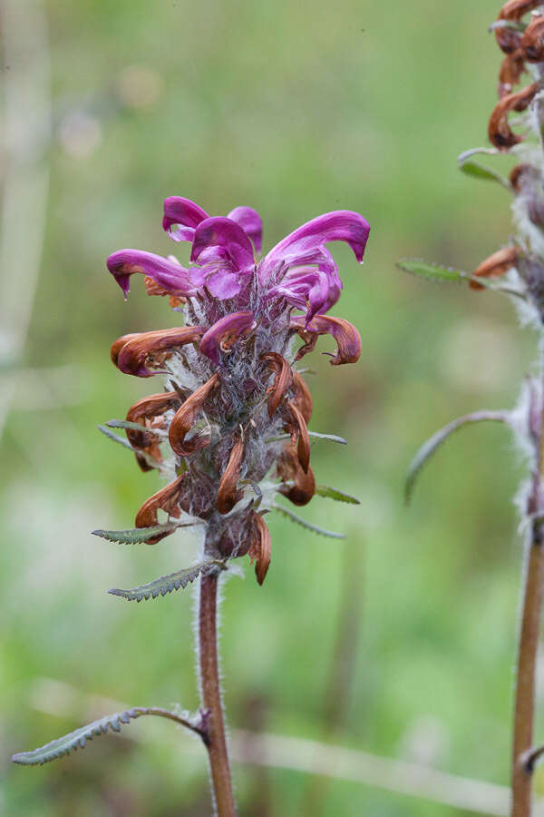 Image of Purple-Rattle