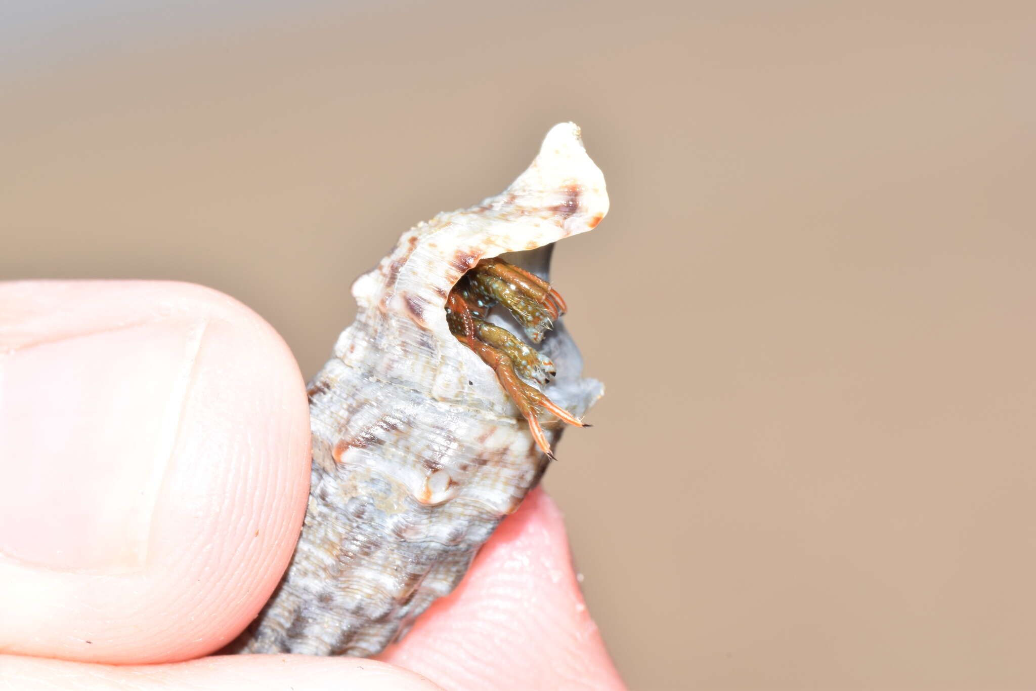 Image of Mediterranean intertidal hermit crab