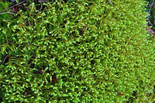 Image of big red stem moss