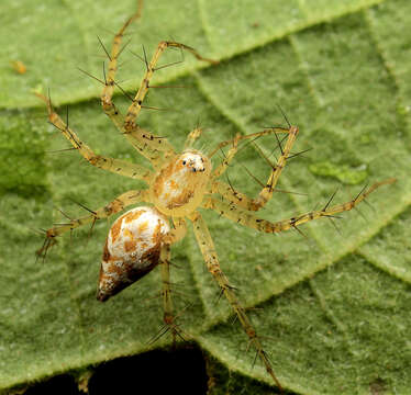 Image of Oxyopes longispinosus Lawrence 1938