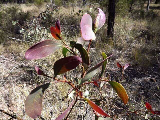 Image of Acacia bancroftiorum Maiden