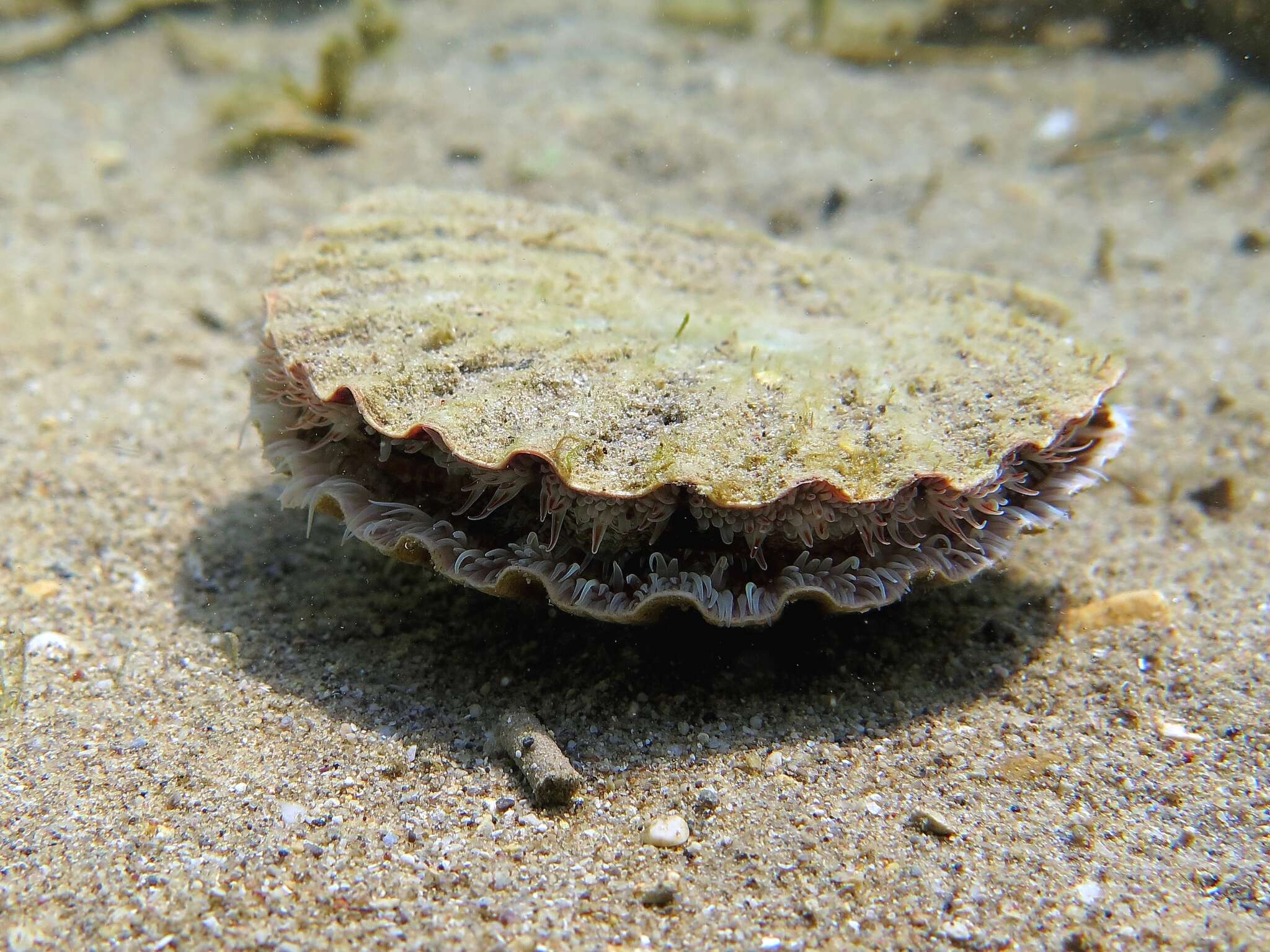 Image of St.James's scallop