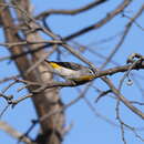 Image of Inland Spotted Pardalote