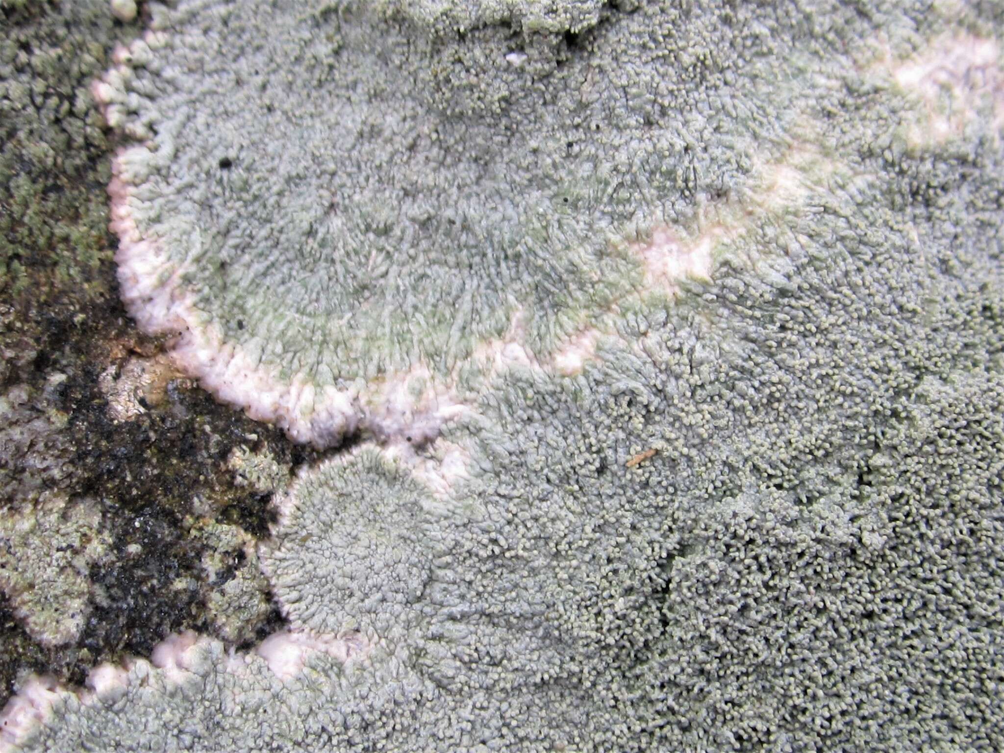 Image of Yasuda's crabseye lichen