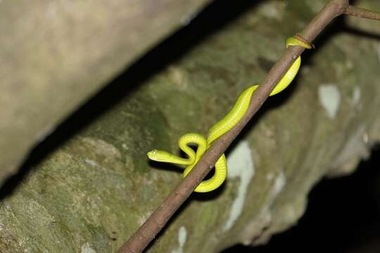 Image of Chen’s Bamboo pitviper