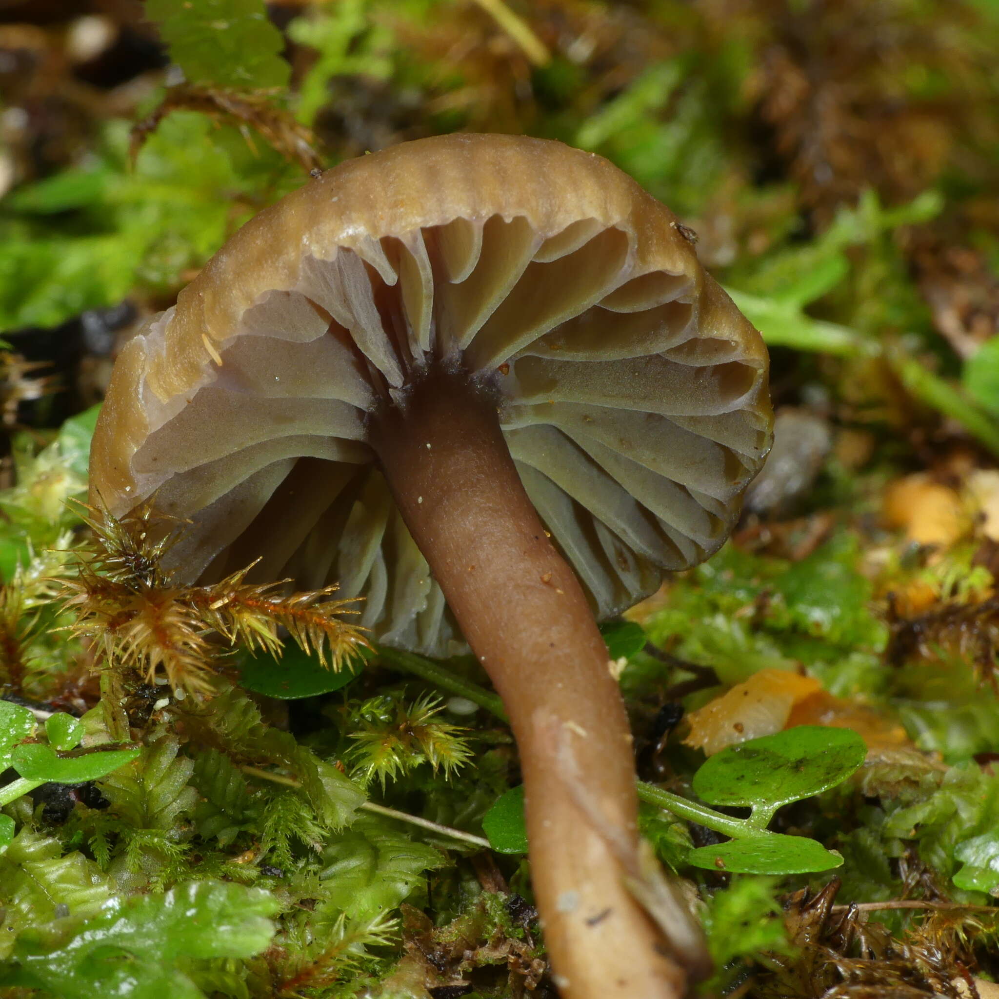 Image of Hygrocybe keithgeorgei (G. Stev.) E. Horak 1971