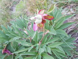 Image of Paeonia officinalis subsp. huthii A. Soldano