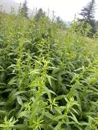 Image de Solidago lancifolia (Torr. & A. Gray) Chapman