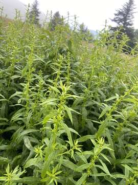 Plancia ëd Solidago lancifolia (Torr. & A. Gray) Chapman