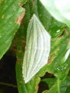 Image of Acropteris grammearia