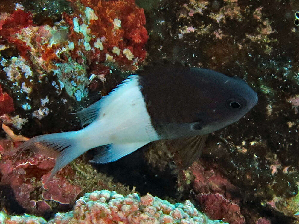 Plancia ëd Pycnochromis iomelas (Jordan & Seale 1906)