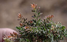 Слика од Potentilla millefolia Rydb.