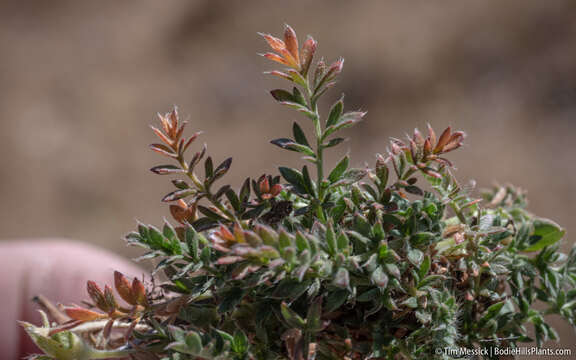 Image of Cut-Leaf Cinquefoil