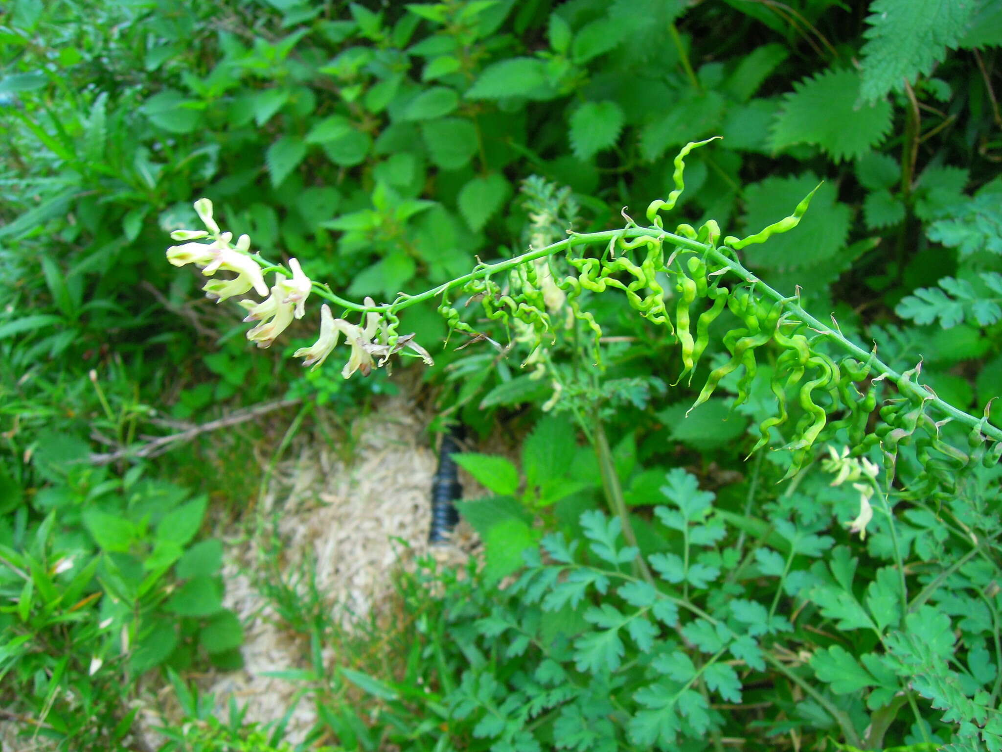 Image of Corydalis ophiocarpa Hook. fil. & Thomson