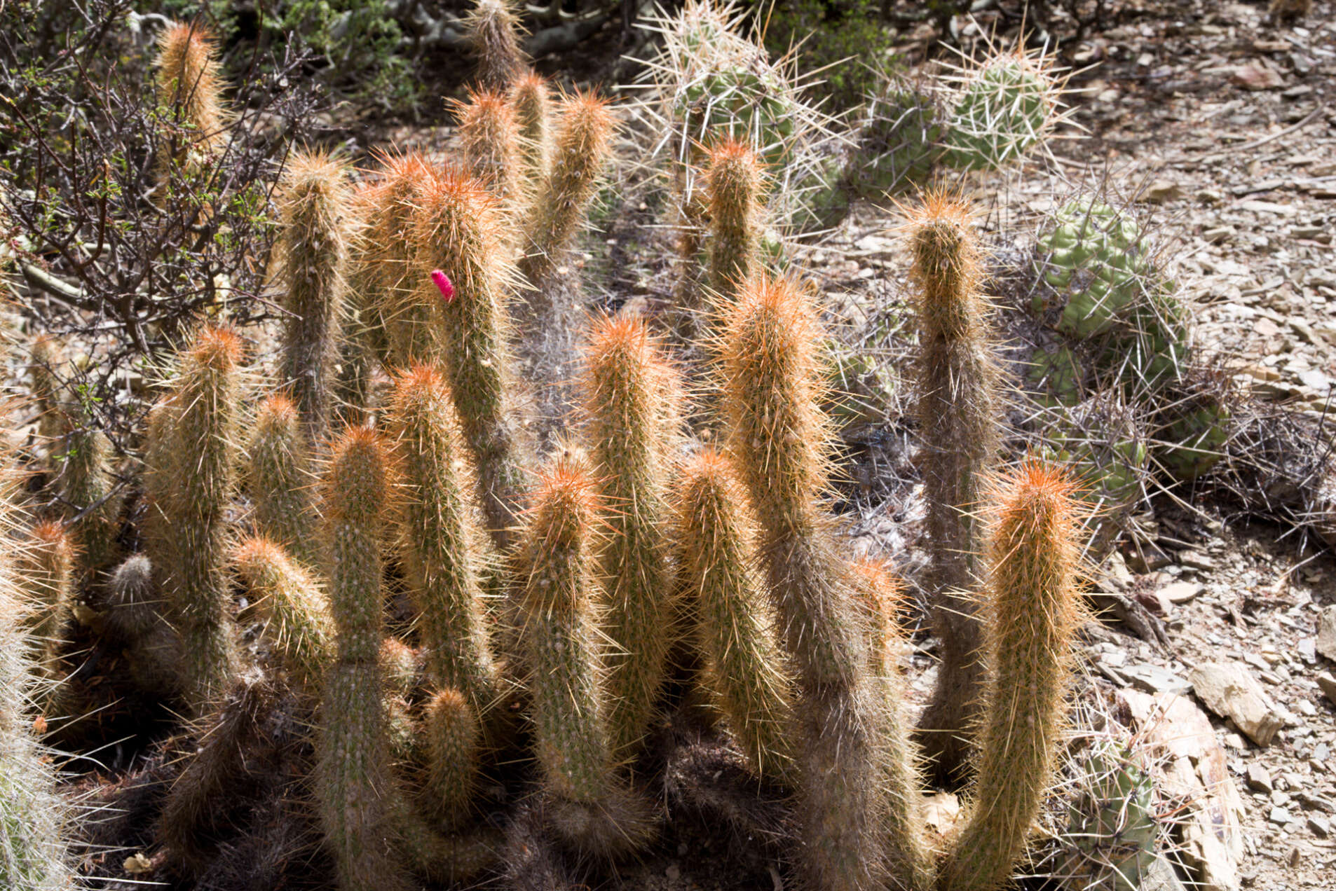 Image of Cleistocactus hyalacanthus subsp. tarijensis (Cárdenas) Mottram