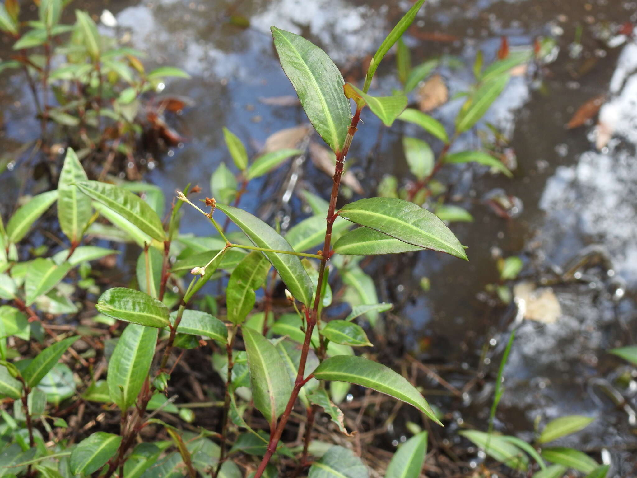 Image de Persicaria dichotoma (Bl.) S. K. Dixit, B. Datt & G. P. Roy