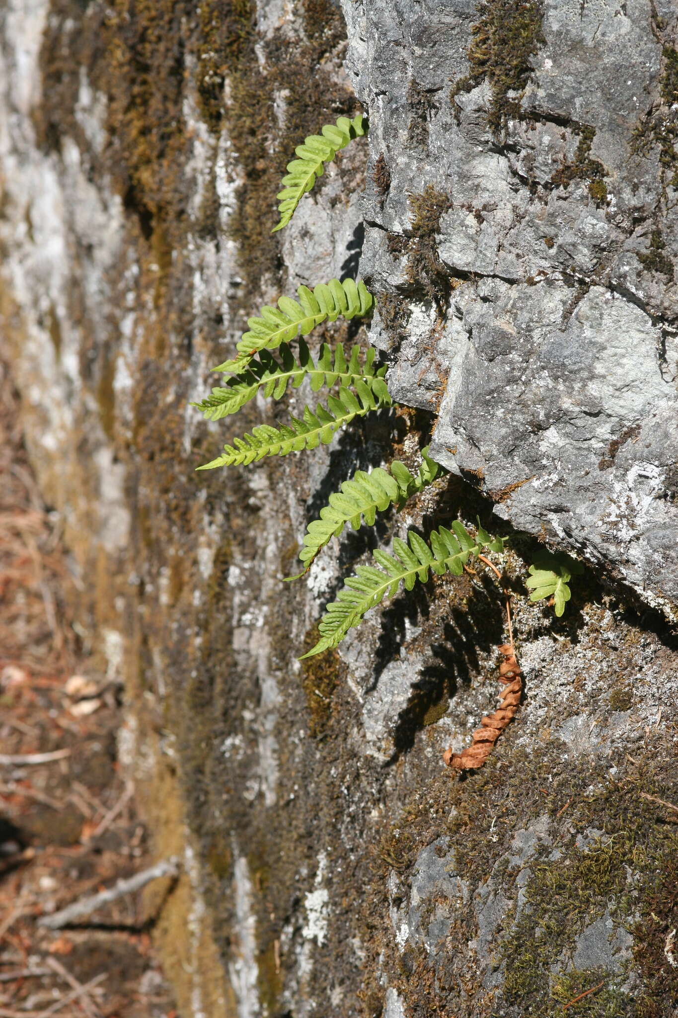 Image of western polypody