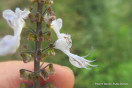 <i>Coleus hadiensis</i>的圖片