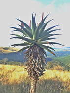 Aloe candelabrum A. Berger resmi