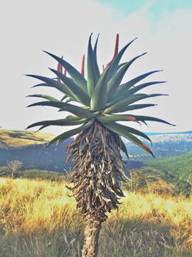 Imagem de Aloe candelabrum A. Berger