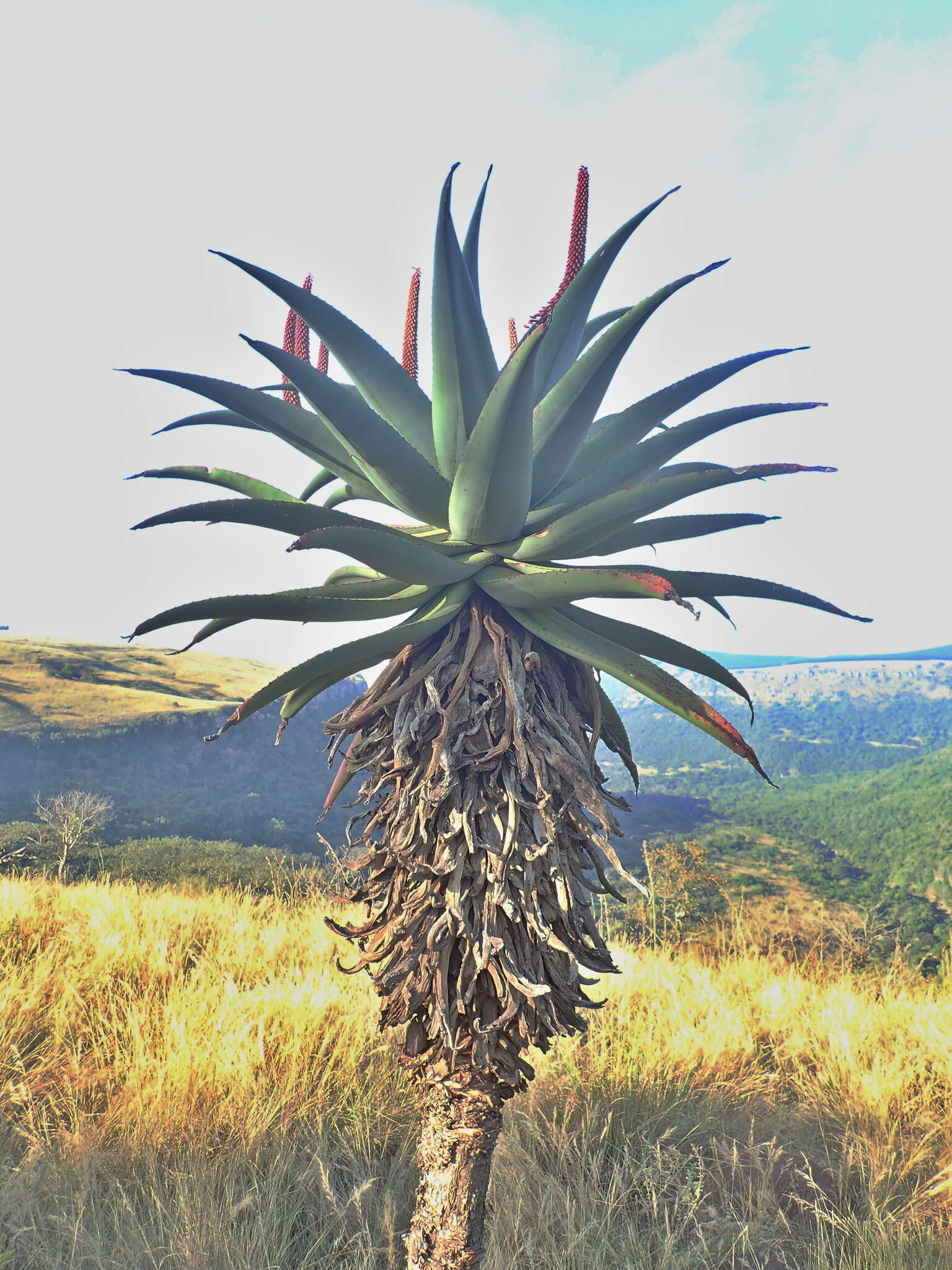 Imagem de Aloe candelabrum A. Berger