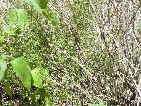 Image of Wright's bedstraw