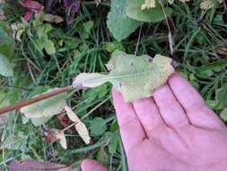 Image of Cicerbita macrophylla (Willd.) Wallr.