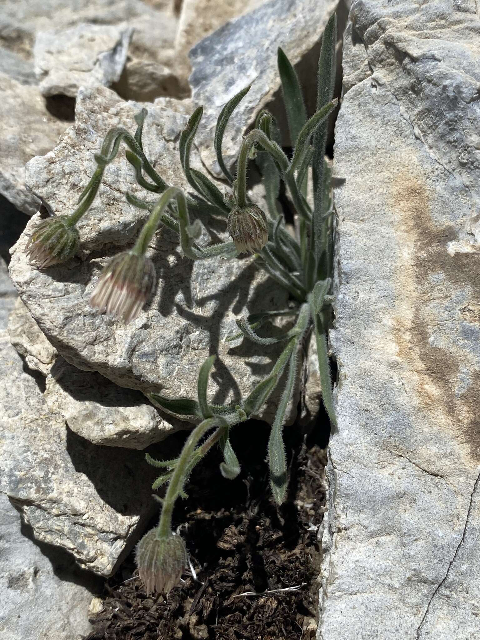 Слика од Erigeron clokeyi var. pinzliae G. L. Nesom