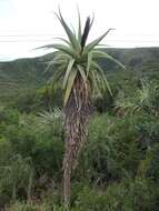 Image of Aloe speciosa Baker